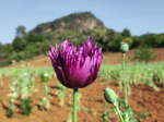 Southeast Asia opium survey 2023. Cultivation, production and implications